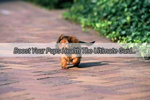 Boost Your Pups Health The Ultimate Guide to Feeding Your Dog with Galactogogue Powders